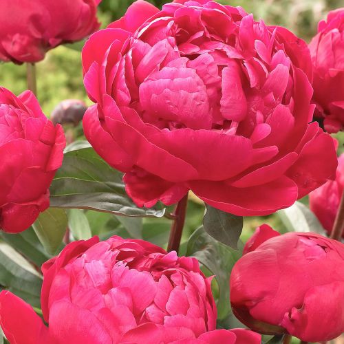 PAEONIA